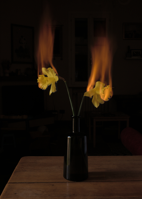 emilianozanichelliburningflowers daffodils — Paratissima